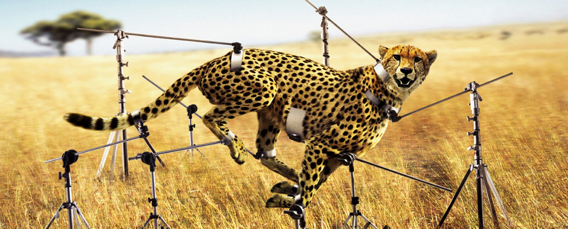 canoncheetah.jpg